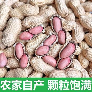 Thin-Skinned White Peanuts with Shells, Fresh Peanut Fruits, Original Flavor, Large Kernels, Thin Shells, High-Quality, High-Yield Seeds, Edible and Plantable