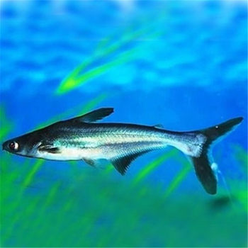 Blue shark live tropical pet ornamental fish live easy fish blue shark fierce fish tiger shark large fish wholesale