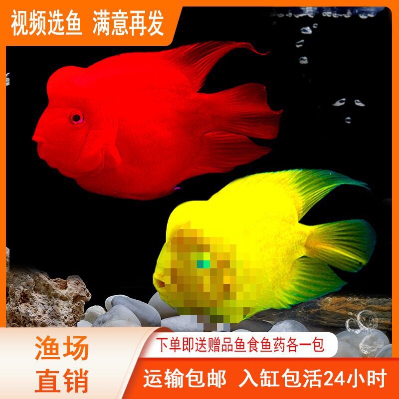 Red Parrot Fish Live Fish Tropical Ornamental Fish Freshwater Fish Feng Shui Fish Ingot Fish Blood Red Fish Fortune Fish Others