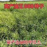 Высокоурожайное масло из семян рапса без косточек oil king 888 - высокоурожайное, морозостойкое, высокомасличное, средне- и позднеспелое, устойчивое к болезням сорта fields