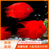 Red Parrot Fish Live Fish Tropical Ornamental Fish Freshwater Fish Feng Shui Fish Ingot Fish Blood Red Fish Fortune Fish Others