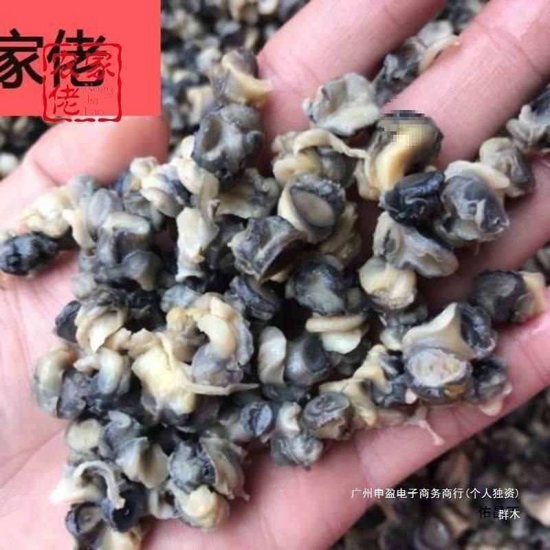 Fresh Snail Meat from Hongze Lake, Vacuum-Packed Abalone from Mainland China
