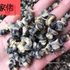 Fresh Snail Meat from Hongze Lake, Vacuum-Packed Abalone from Mainland China