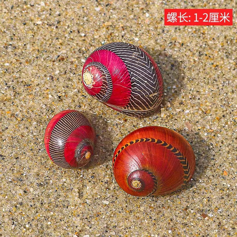 Natural Shell Conch Red Spot Snail Snail Snail Specimen Snail Tank Aquarium Landscape Floor Window Decoration Ornaments