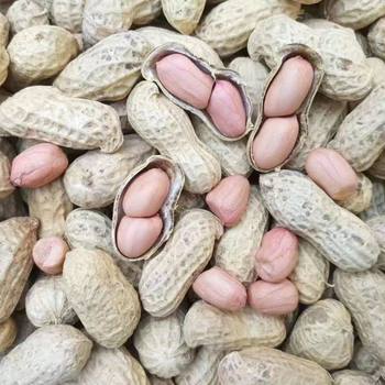 24-Year Fresh Shelled Sun-Dried High-Yield Newborn Peanut Peanut White Sand Peel Nourish Stomach Nourish Shelled Peanut