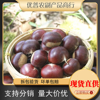 Freshly Picked Chestnuts, Seasonal Fruits, Fresh and Tender Chestnuts, Sweet and Waxy, Shelled Oil Cone Chestnuts Wholesale Price