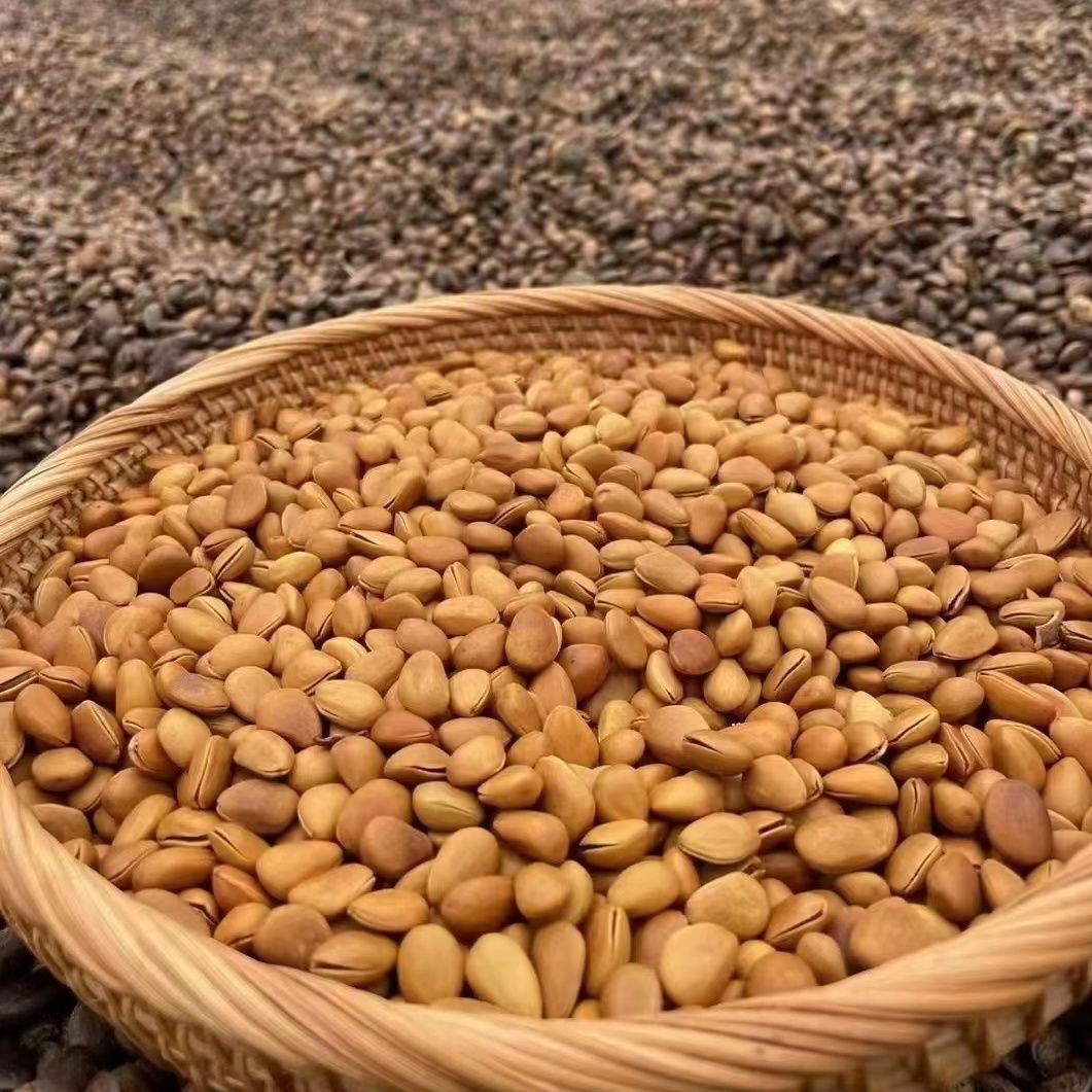 Huashan Pine Nuts Dropshipping New Small Grain Nuts Open Pine Nuts New Lanzhou Pine Nuts Original Flavor Wholesale