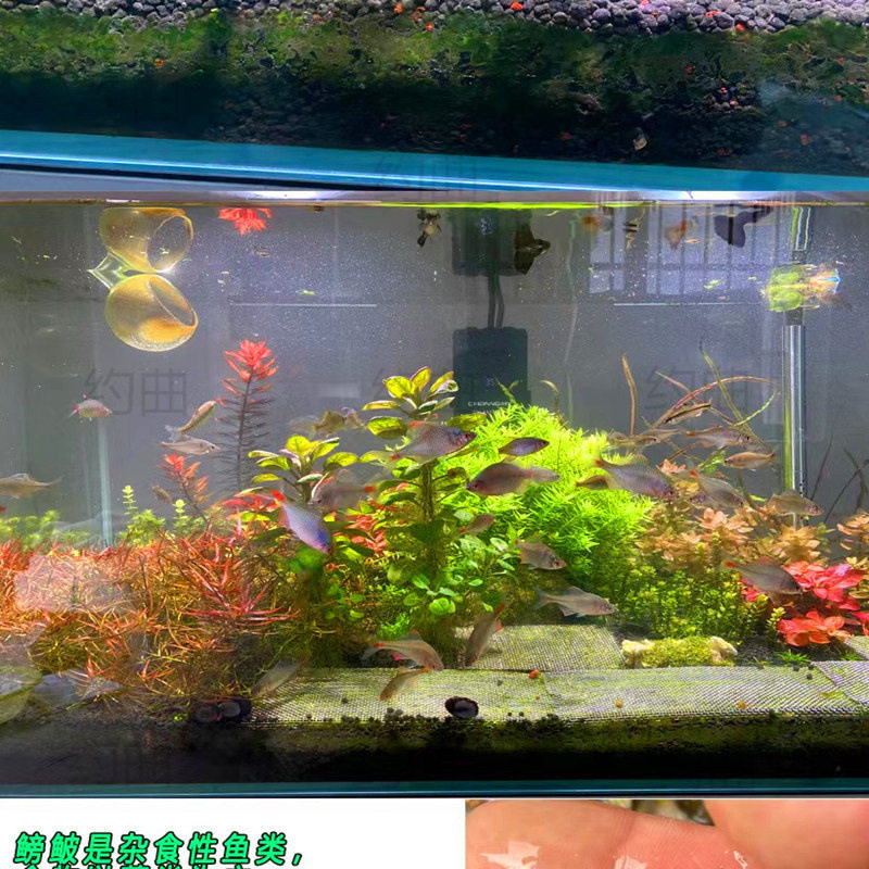 Betta Fish, Ornamental Fish, Cold Water Fish, Native Fish, Colorful Betta Fish, High Body Betta Fish, Small Freshwater Fish, Easy to Care for