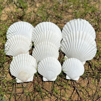 Super large white scallop natural conch shell xiayi shellfish white shell tableware handmade diy white shell wholesale