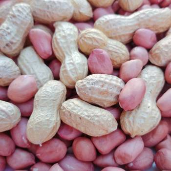 2025 Fresh Farmhouse Raw Peanuts Shelled Sun-Dried Raw Peanuts Original Flavor Cooked Peanuts 250g 1.5kg
