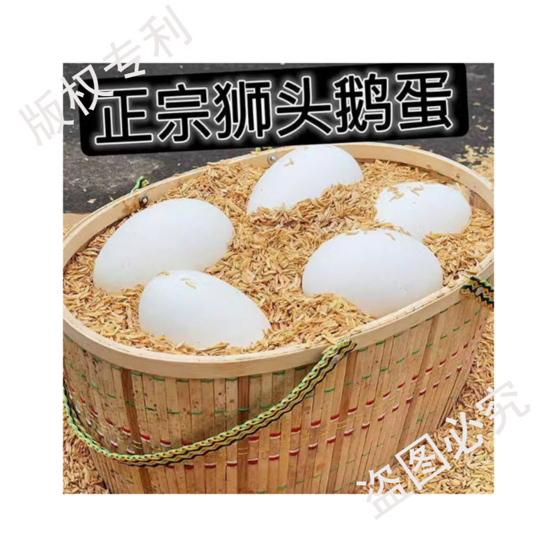 Hot-Selling Fresh Goose Eggs from Farm, Free-Range Large Goose Eggs, Wild River Water-Raised Goose Eggs for Pregnant Women, Large and Good Eggs