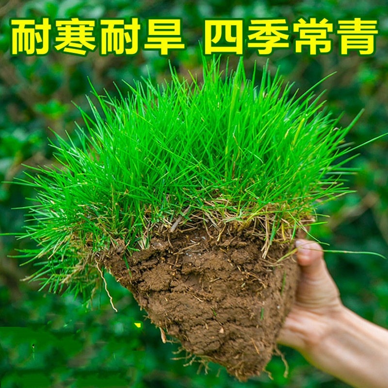 【เมล็ดหญ้าสนาม】เมล็ดหญ้าสำหรับให้เขียวขจีตลอดปี หญ้าพรม หญ้าไรกราส ไฮ-อายบรายต์ เมล็ดพันธุ์ป้องกันลาดเอียง