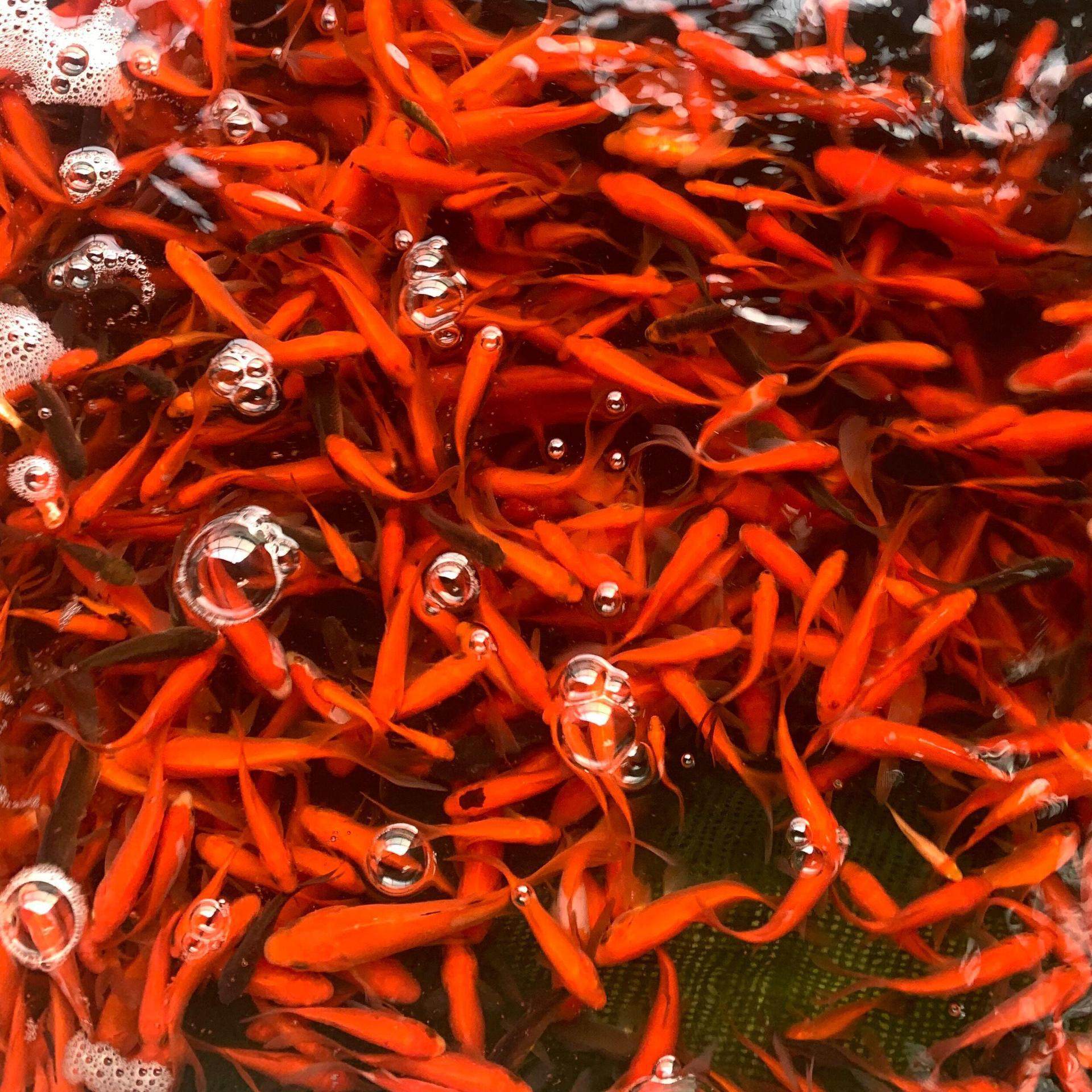 Red Grass Carp by Weight Specifications Chart | Fish Is Beautiful and Transported Live | Ornamental Fish of the Carp Family Originating from Shanghai