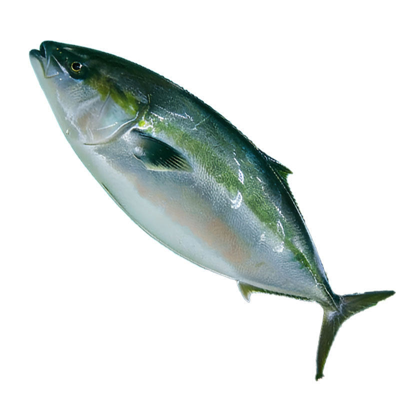 Green Goby Fish Oil Goby Wholesale Source Factory Bomb Fish Tuna Wholesale Frozen Seafood Aquatic Products Big-Eyed Tuna