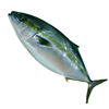 Green Goby Fish Oil Goby Wholesale Source Factory Bomb Fish Tuna Wholesale Frozen Seafood Aquatic Products Big-Eyed Tuna