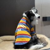 Одежда для больших собак, летний спортивный стиль, трехцветная рубашка в полоску для средних и крупных собак, красивый лабрадор золотистый ретривер с английским принтом