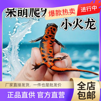 Wholesale Oriental Axolotl, Small Fire Dragon Fish, Four-Legged Fish, Freshwater Cold Water Small Ornamental Fish, Cleaning Fish Tank, Small Frog