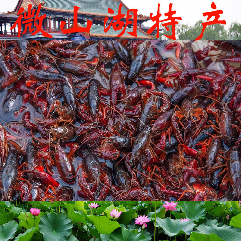 Weishan Lake Lobster Wholesale Spicy Crayfish Heated Ready-To-Eat Deli Crayfish Chilled Semi-Finished Pre-Made Dishes