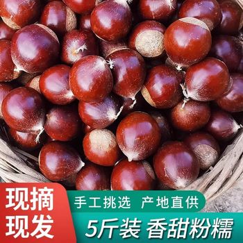 2025 New Arrivals Jianou Cone Chestnut Raw Fresh Wild Oil Chestnut Alpine Farm Freshly Picked Cone-Shaped Hairy Chestnut