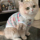 Летняя одежда для домашних кошек против выпадения волос cute ins golden gradient muppet cat Британский короткий летний дышащий жилет mini 4