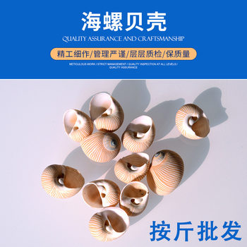 Spot supply fish tank decoration conch shell shellfish hermit crab shell crafts production materials