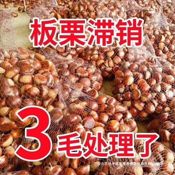 Wild Chestnuts Fresh Oil Chestnuts Dandong 5 Cones Fresh Tender Chestnuts Qianxi Chestnuts Fresh Chestnuts 2025