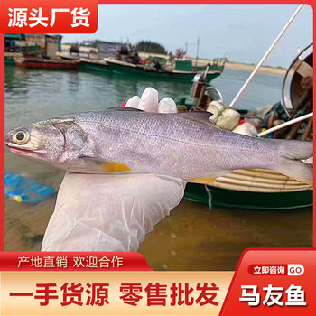 Wholesale Deep-Sea Sea Bass Seafood Aquatic Products Two Pieces Approximately 0.5kg Sea Bass Sea Fish Supply for Restaurants and Hotels