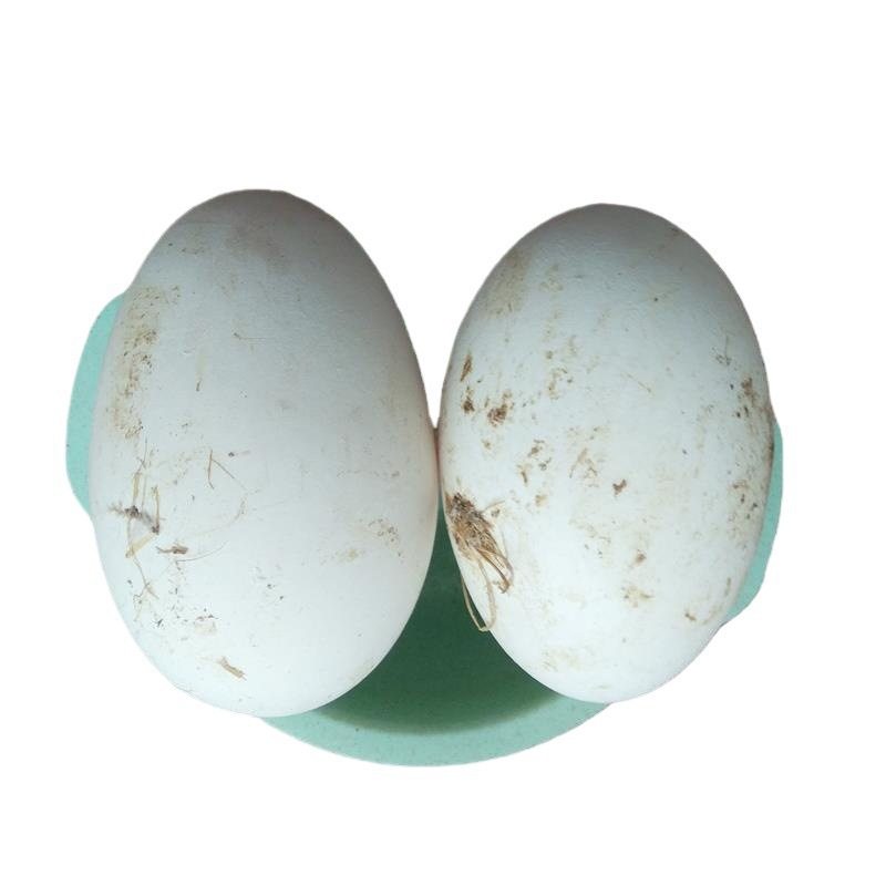 Farmhouse Goose Eggs, 6 Pieces, 80-100g, Fresh Eggs on the Day, Free-Range Goose Eggs, Nutritious, Suitable for Pregnant Women