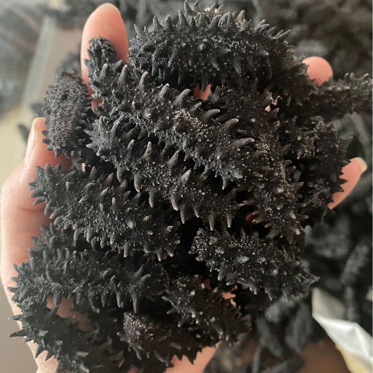 Russian Imported Fully Dried Sea Cucumber, Non-Cultivated Red Sea Cucumber, Deep-Sea Sea Cucumber, Lightly Dried Sea Cucumber, 0.5kg Packs, Wholesale from the Port