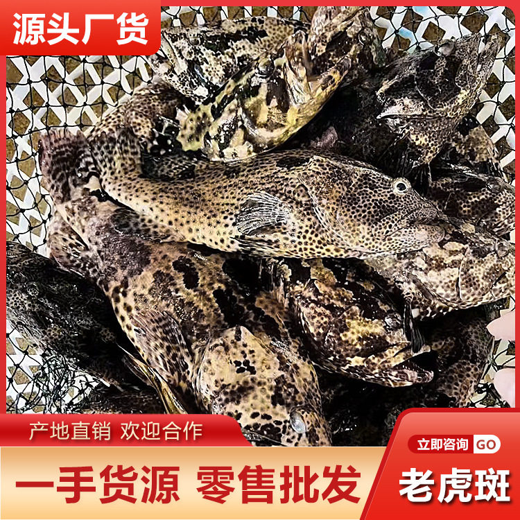 Deep-Sea Tiger Spot Wholesale, Sea-Caught Grouper Tiger Spot, Now Killed, Frozen, High-End Fresh Seafood Hotel Catering Supply