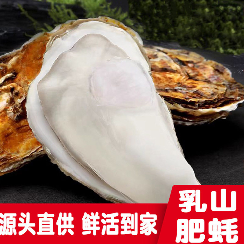 Authentic Rushan Oysters 2.5kg Packs of Fresh Rushan Oysters Fresh Sea Oysters Shipped by Sf Express Catering Procurement Wholesale