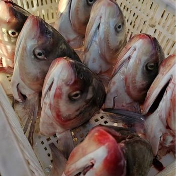 Li Qin Fresh Fish Wholesale Fresh Boneless Silver Carp Heads Chopped Chili Fish Heads White Carp Heads Special for Hot Pot