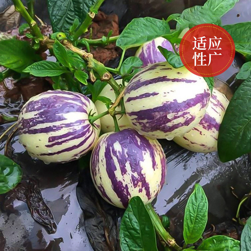 Wholesale Ginseng Fruit Seeds, Thick Flesh, Fragrant Flowers and Fruits, Milky Yellow Flesh, New Seeds for Farmland and Vegetable Gardens with High Germination Rate