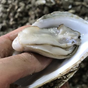 Taishan Seafood, Shells and Aquatic Products Ready-To-Eat Fresh Extra Large Oyster Meat Zhanjiang Fresh Oyster Meat Barbecue Freshly Shelled