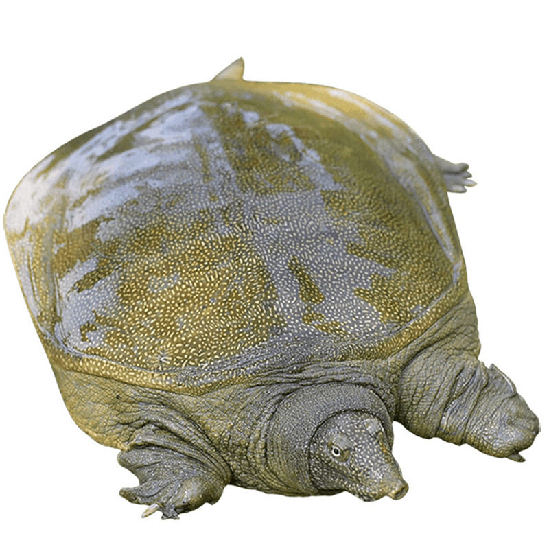 Old Freshwater Turtles over 5 Years Old, Raised in High-Quality Reservoirs, Direct Delivery from the Base, Fresh and Live