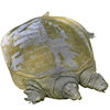 Old Freshwater Turtles over 5 Years Old, Raised in High-Quality Reservoirs, Direct Delivery from the Base, Fresh and Live