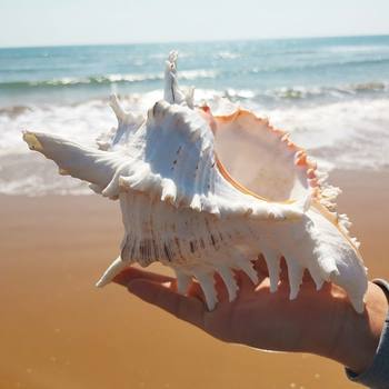 Fish Tank Landscaping Conch Ornaments Crafts Qingdao Grade Conch Shell Thousand-Hand Snail Underwater World