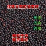 Новые сезонные продукты: рапс, семена рапса для отжима масла, декоративные семена, корм для голубей и птиц, большое количество цельного зерна оптом