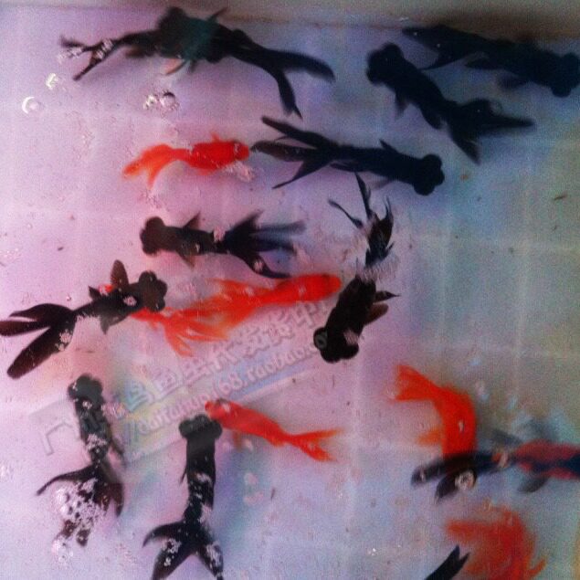 Live Goldfish, Fishing in the Park, Park Fishing, Small Goldfish, Goldfish Fry, Ornamental Fish, Cold