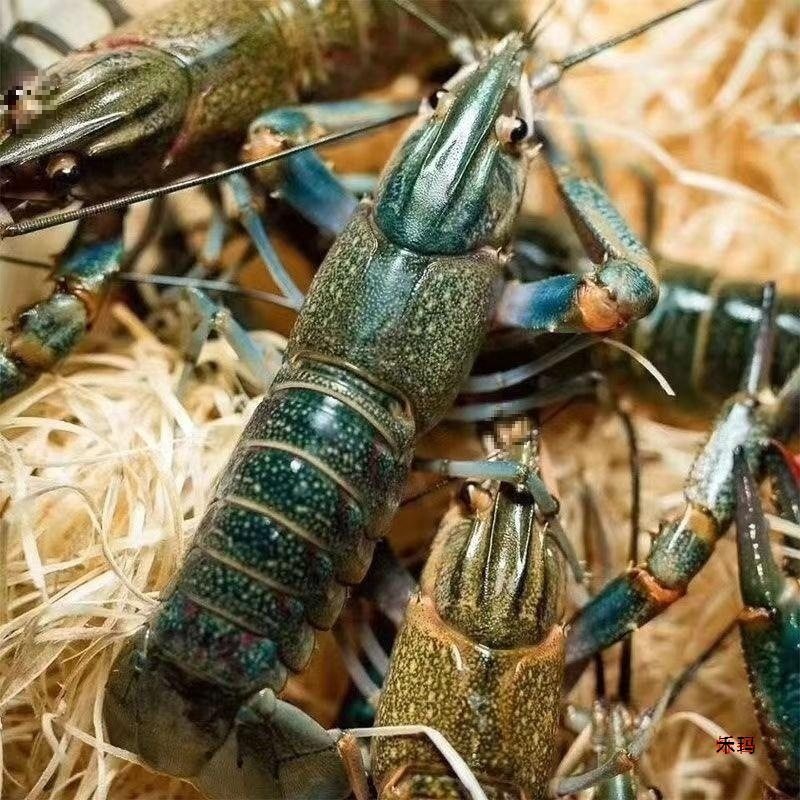 Australian Crayfish Fresh Blue Dragon Freshwater Cultured 0.05kg or More Large Live Lobsters 2.5kg Pack Sf Free Shipping