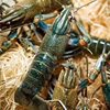 Australian Crayfish Fresh Blue Dragon Freshwater Cultured 0.05kg or More Large Live Lobsters 2.5kg Pack Sf Free Shipping