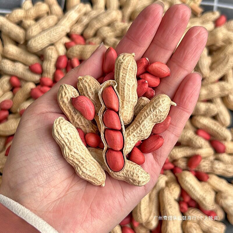 2024 New Red-Skinned Peanuts with Shells, Sun-Dried Raw Farm Seeds, Fresh Four-Skinned Red-Skinned Cooked Peanuts