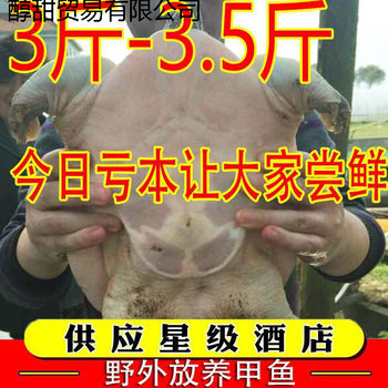 Fresh and Nutritious Male Chinese Soft-Shell Turtles for Consumption Wholesale
