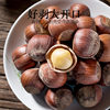 Large Hazelnuts, a Specialty of Northeast China, 2025 Nut Kernels, Wild, Original Flavor, Roasted, Shelled, American Premium Hazelnuts, Wholesale