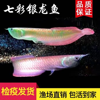 Colorful Silver Arowana Live Fish Ornamental Tropical Fish Freshwater Feng Shui Fish Live Red-Eyed Yellowish White Arowana Silver Arowana