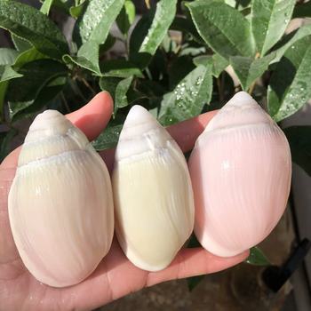Ear Snail Natural Shell Conch Color Specimen Snail Fish Tank Aquarium Landscape Decorations Home Crafts