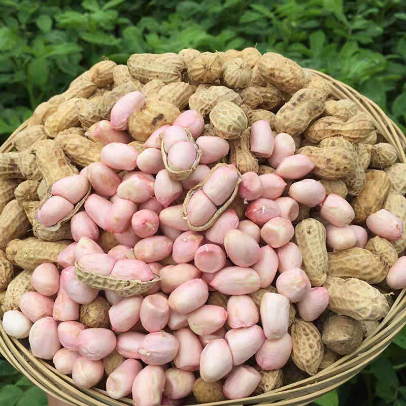 2025 Fresh Peanuts, Farm Freshly Dug Pink-Skinned Peanuts, Boiled Peanuts, Shelled Fresh Wet Peanuts with Slight Mud