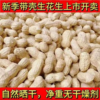 2025 New Farm New Season Raw Peanuts with Shells Sun-Dried Raw Peanuts White Sand Seeds for Oil Extraction and Snacks