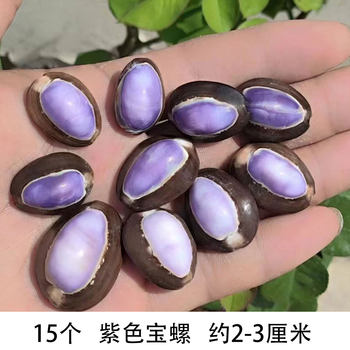 Natural Shell Conch Crafts Top Purple Snow Mountain Conch DIY Handmade Refrigerator Magnet Material Collection Specimen