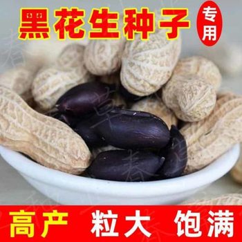 2023 Fresh Original Black Peanut with Shell Selection Sun Dried Peanut with Skin Black Peanut with Shell Purple Peanut Seed Grade